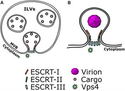 Cloaked Viruses and Viral Factors in Cutting Edge Exosome-Based Therapies